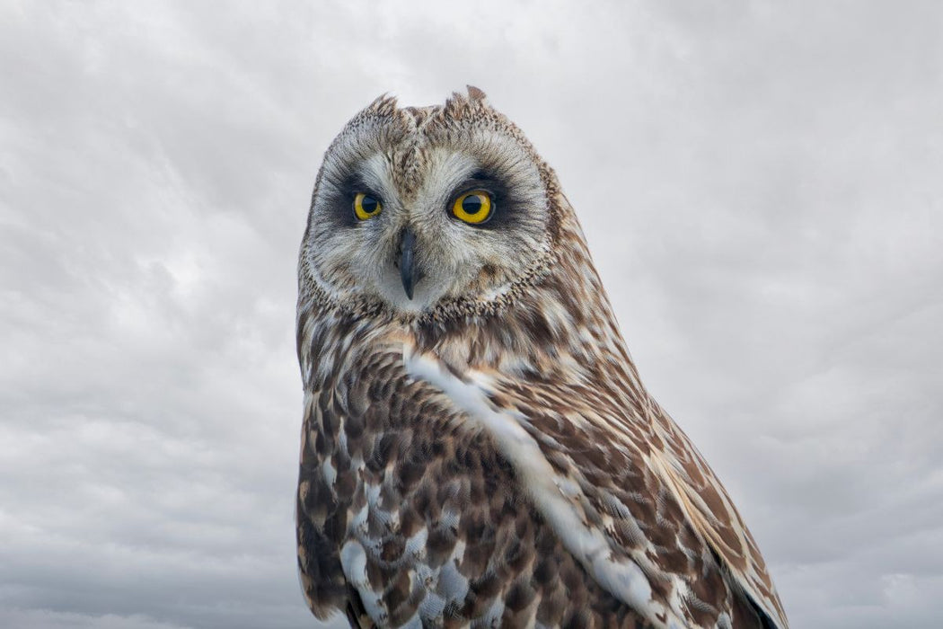 Premium Textil-Leinwand Sumpfohreule