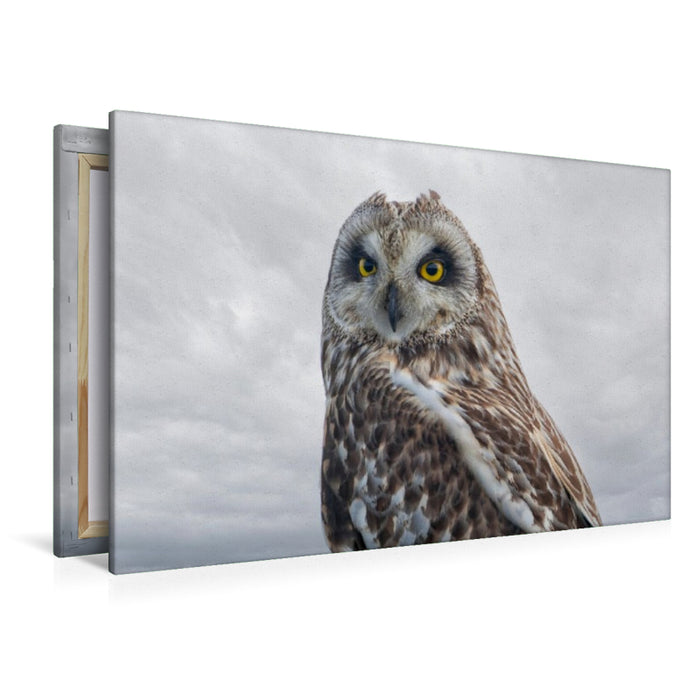 Premium Textil-Leinwand Sumpfohreule