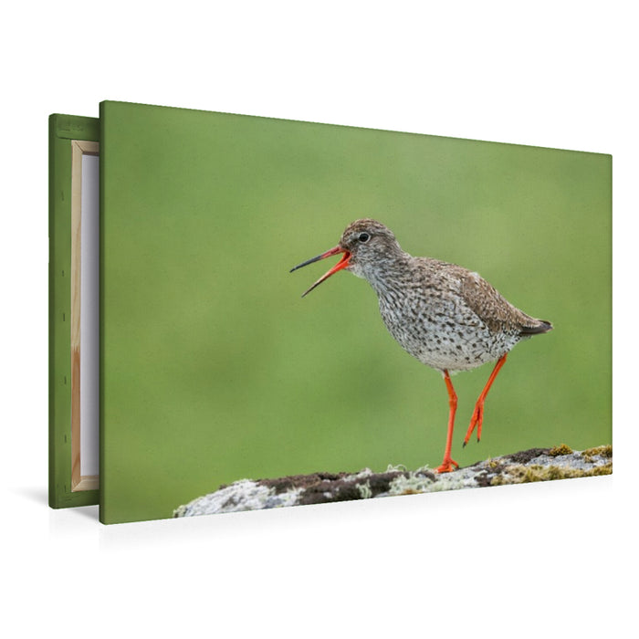 Premium Textil-Leinwand Rotschenkel