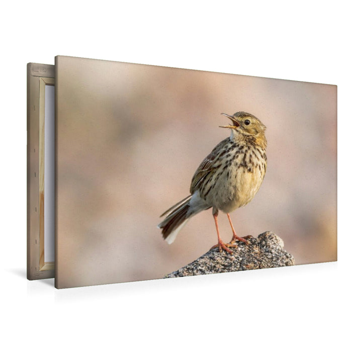Premium Textil-Leinwand Wiesenpieper