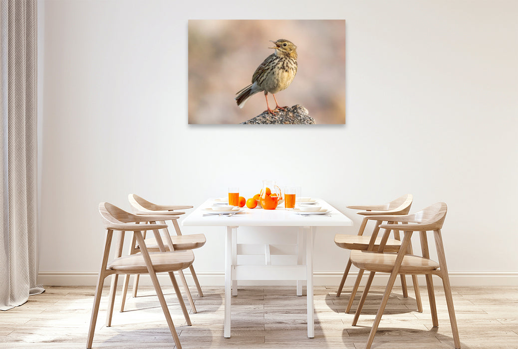 Premium Textil-Leinwand Wiesenpieper