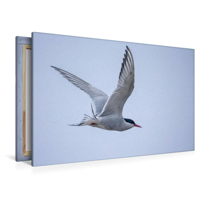 Premium Textil-Leinwand Küstenseeschwalbe