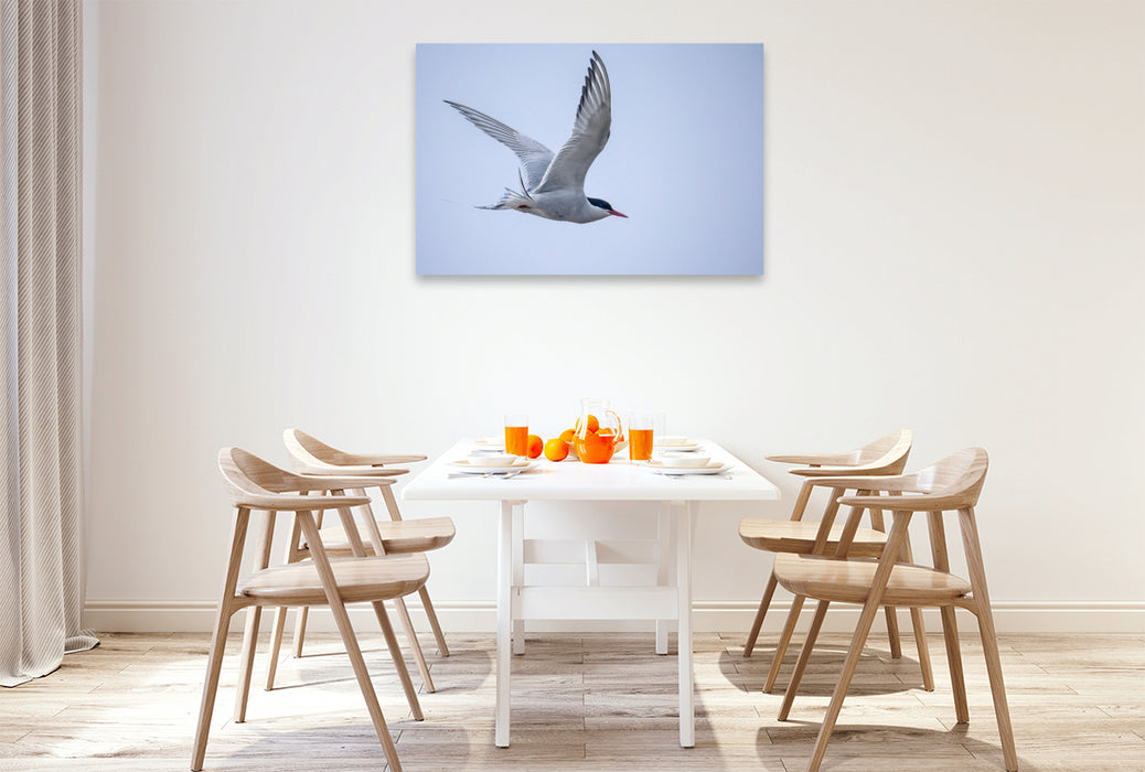 Premium Textil-Leinwand Küstenseeschwalbe