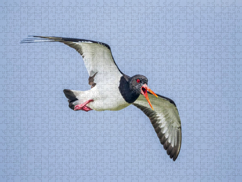 Austernfischer - CALVENDO Foto-Puzzle'