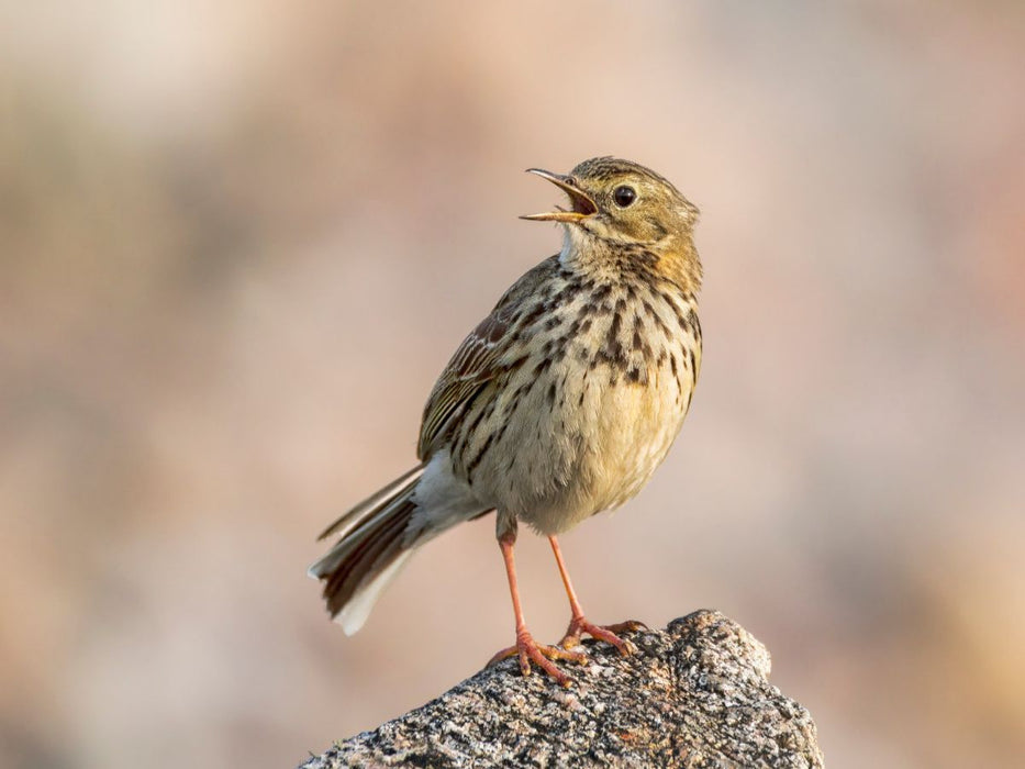 Wiesenpieper - CALVENDO Foto-Puzzle'