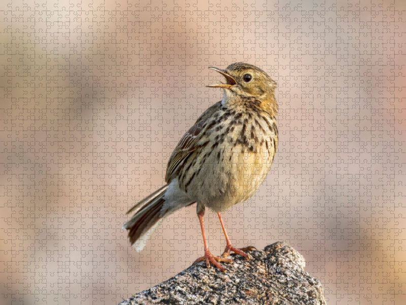 Wiesenpieper - CALVENDO Foto-Puzzle'