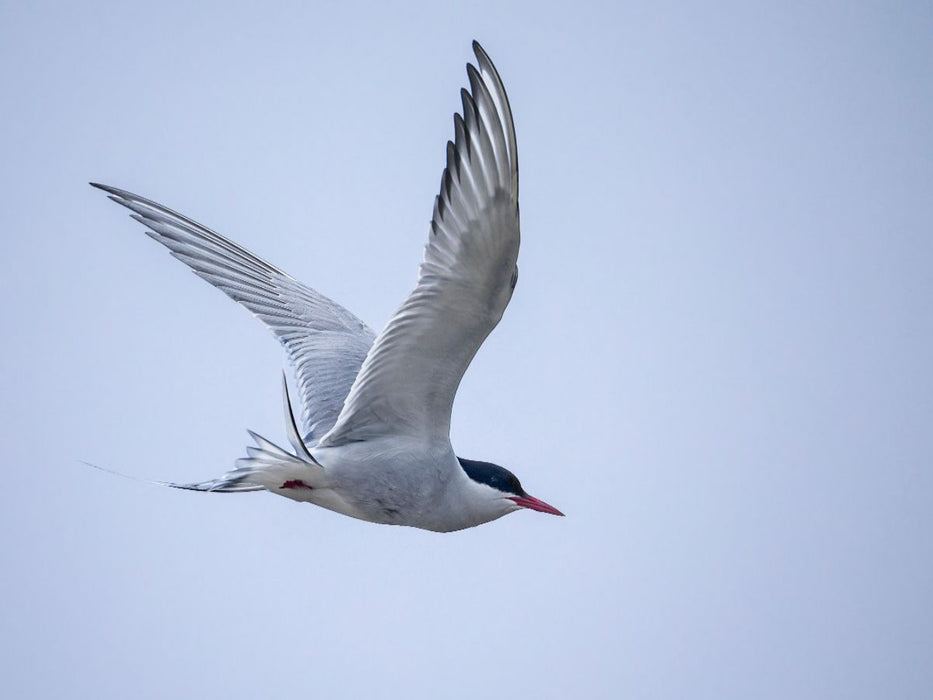 Küstenseeschwalbe - CALVENDO Foto-Puzzle'