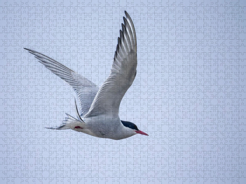 Küstenseeschwalbe - CALVENDO Foto-Puzzle'