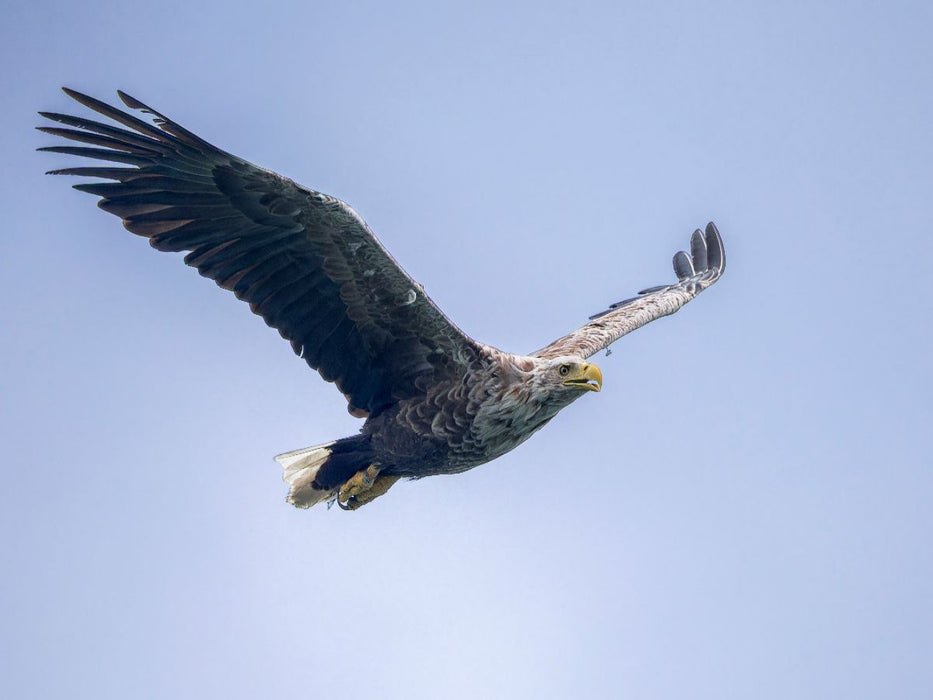 Seeadler im Flug - CALVENDO Foto-Puzzle'