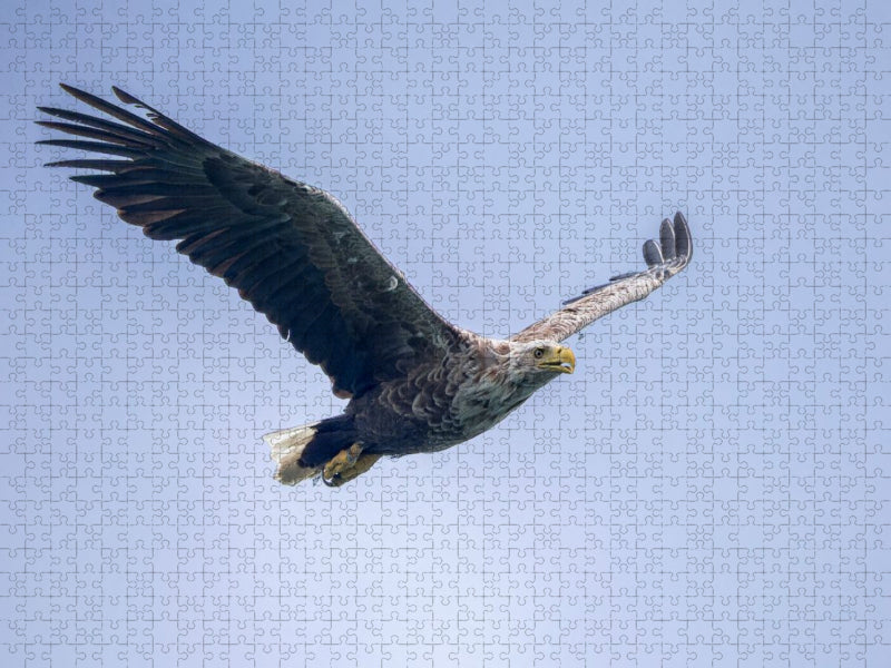 Seeadler im Flug - CALVENDO Foto-Puzzle'