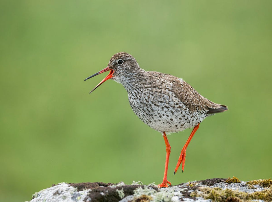 Rotschenkel - CALVENDO Foto-Puzzle'