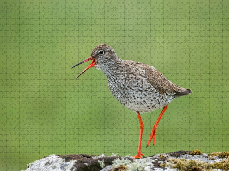 Rotschenkel - CALVENDO Foto-Puzzle'