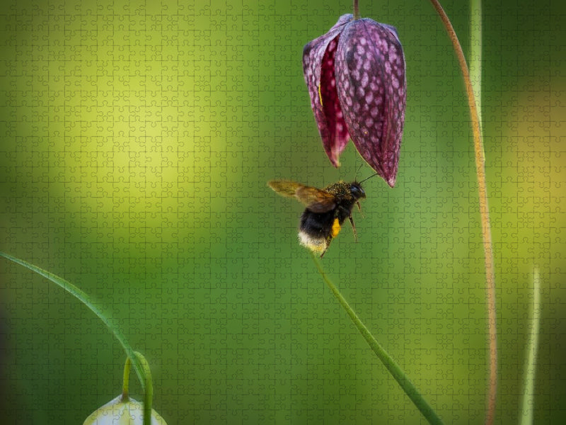 Rendez-Vous mit einer Schachbrettblume - CALVENDO Foto-Puzzle'