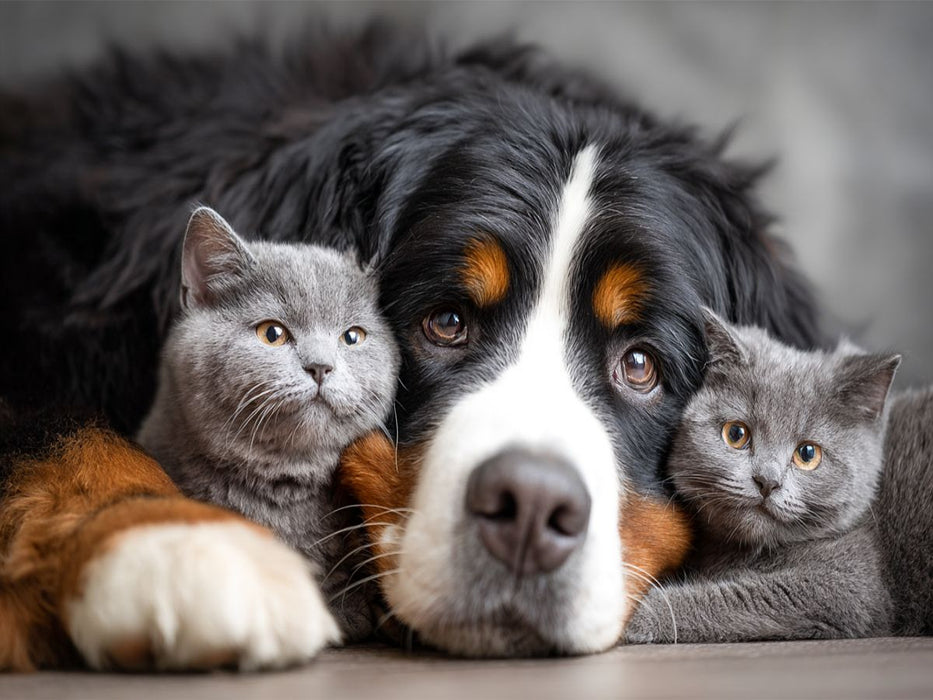 Verbindung - CALVENDO Foto-Puzzle'