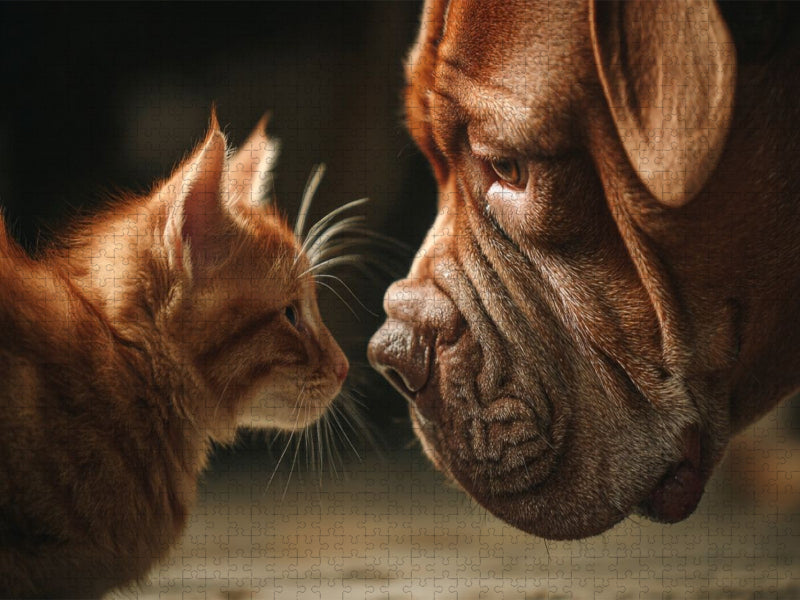 Ein Motiv aus dem Kalender Hund und Katze - Tierische Freunde - CALVENDO Foto-Puzzle'
