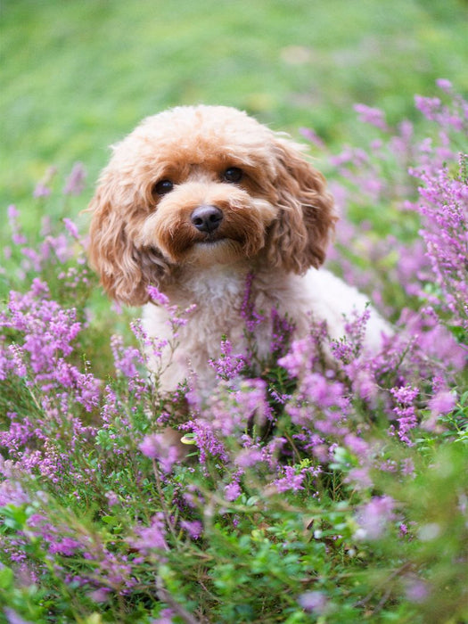 Maltipoo in der blühenden Heide - CALVENDO Foto-Puzzle'