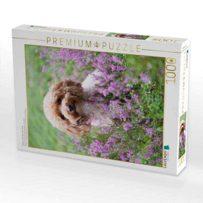 Maltipoo in der blühenden Heide - CALVENDO Foto-Puzzle'