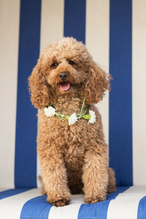 Premium Textil-Leinwand Zwergpudel