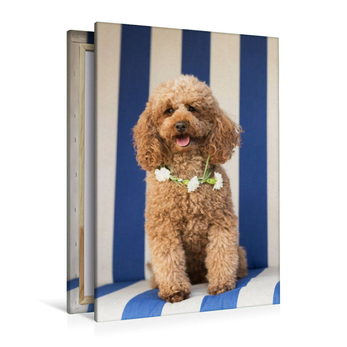 Premium Textil-Leinwand Zwergpudel