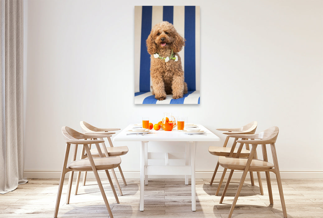 Premium Textil-Leinwand Zwergpudel