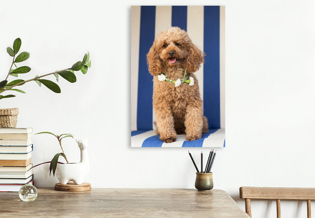 Premium Textil-Leinwand Zwergpudel
