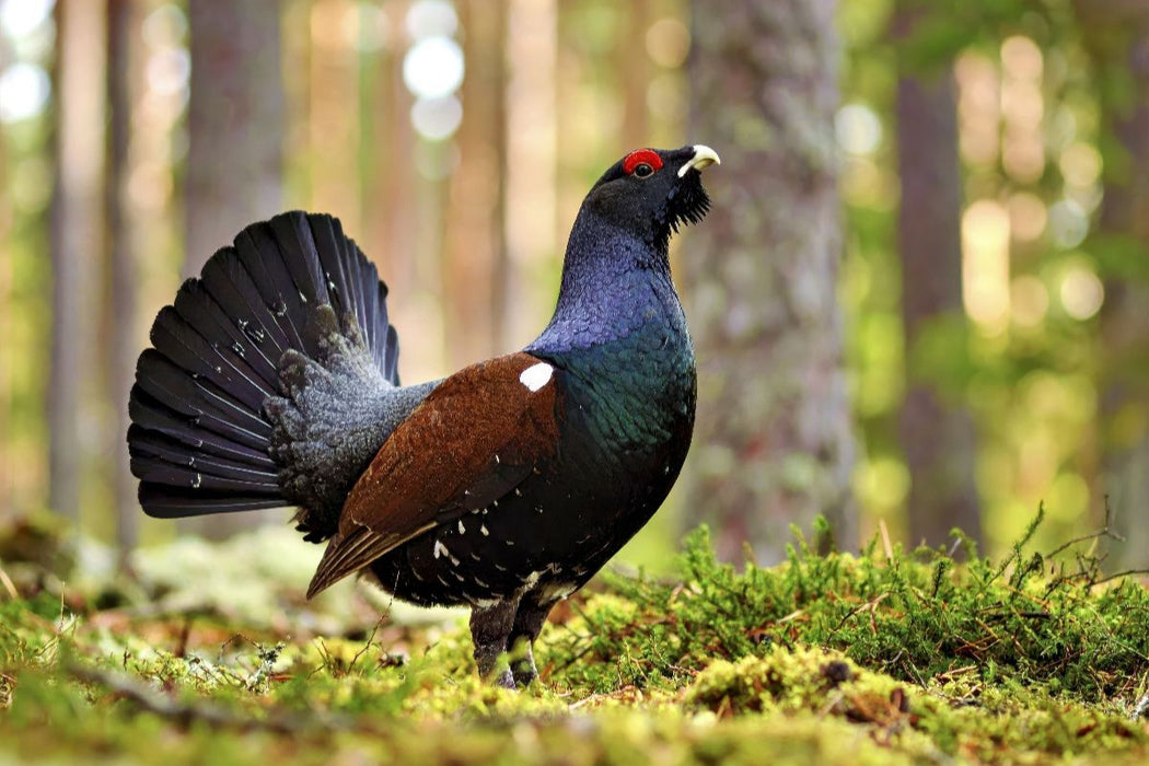 Premium Textil-Leinwand Lerne von der Geschwindigkeit der Natur.