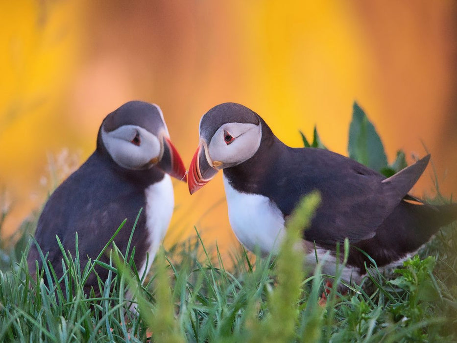 zweisam - CALVENDO Foto-Puzzle'