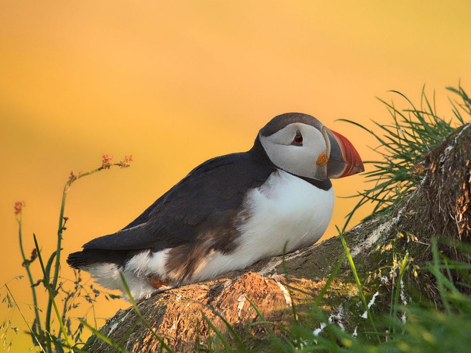im Licht des Nordens - CALVENDO Foto-Puzzle'