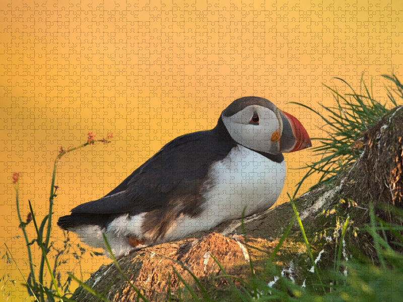 im Licht des Nordens - CALVENDO Foto-Puzzle'