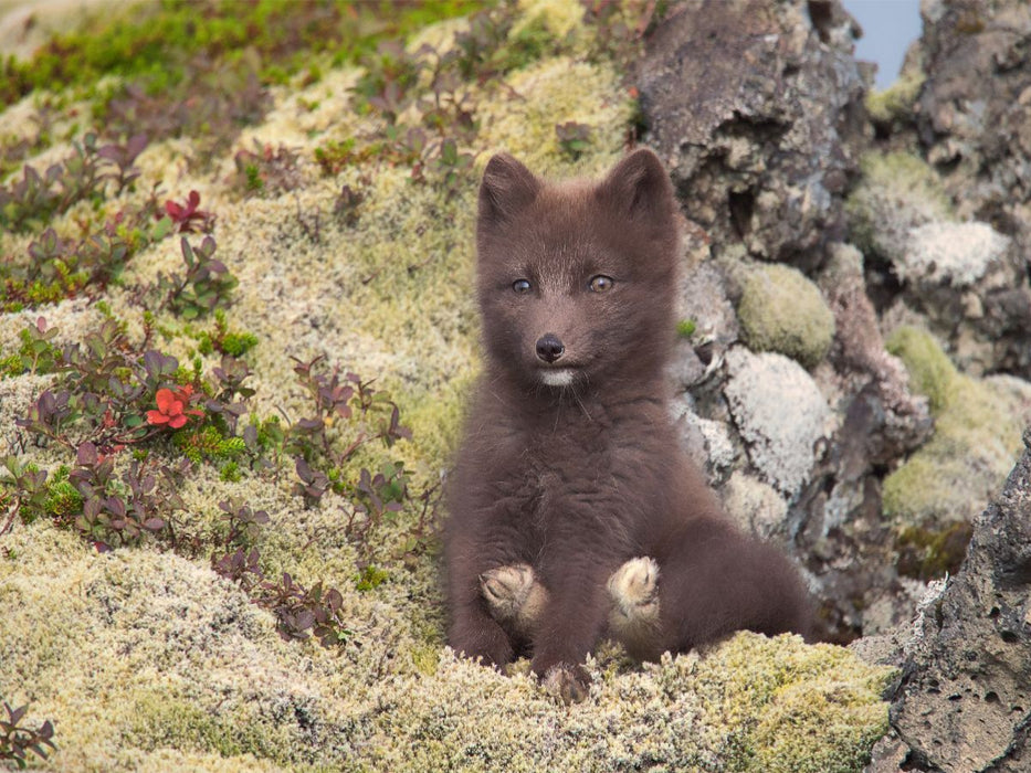 Zeigt her eure Füße - CALVENDO Foto-Puzzle'