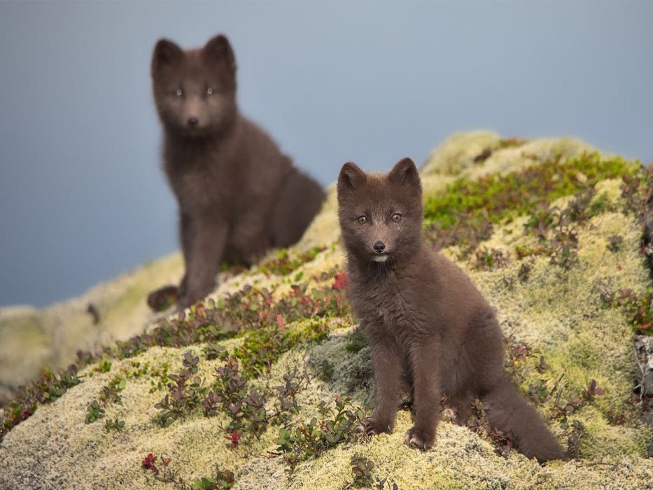 Doppelgänger - CALVENDO Foto-Puzzle'