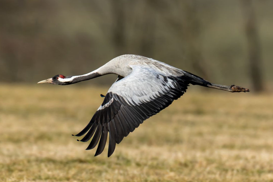 Premium Textil-Leinwand Kraniche im Erzgebirge