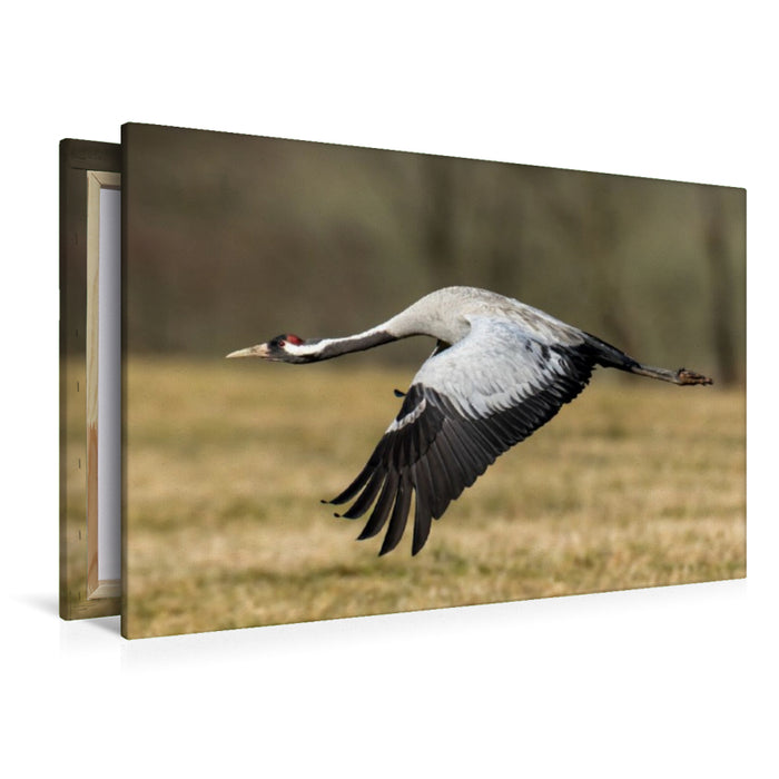Premium Textil-Leinwand Kraniche im Erzgebirge
