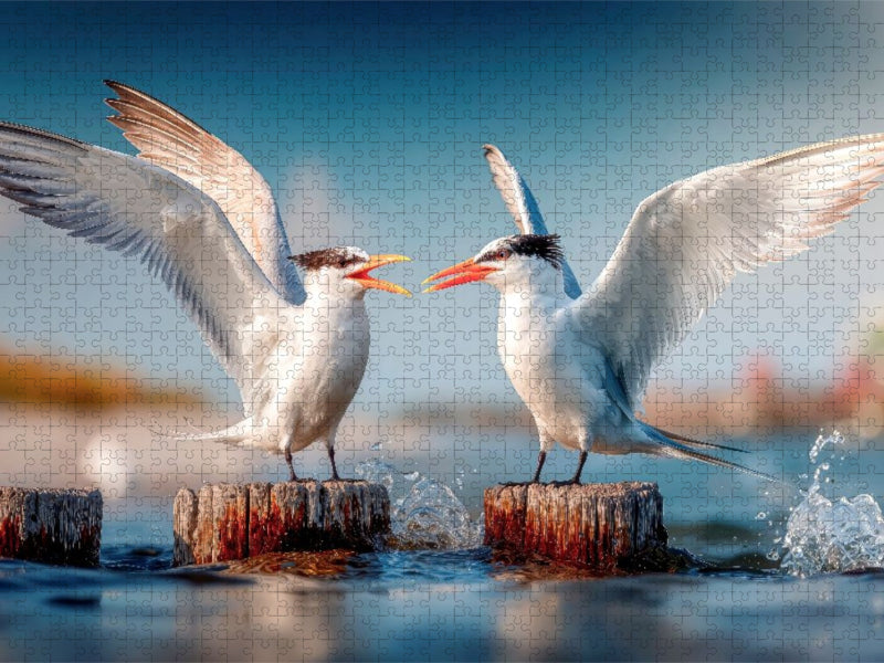 Seeschwalbengetratsche - CALVENDO Foto-Puzzle'