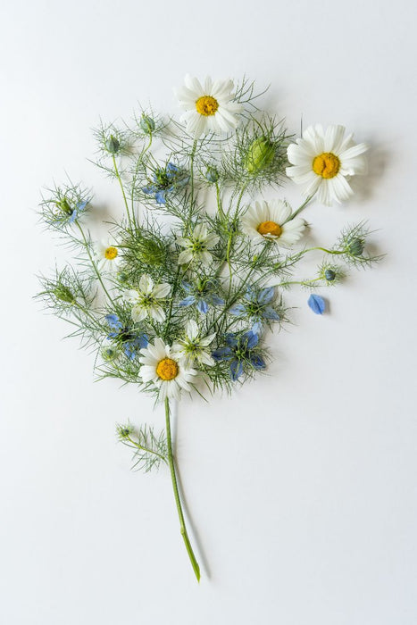 Premium Textil-Leinwand Tanz der Wildblumen