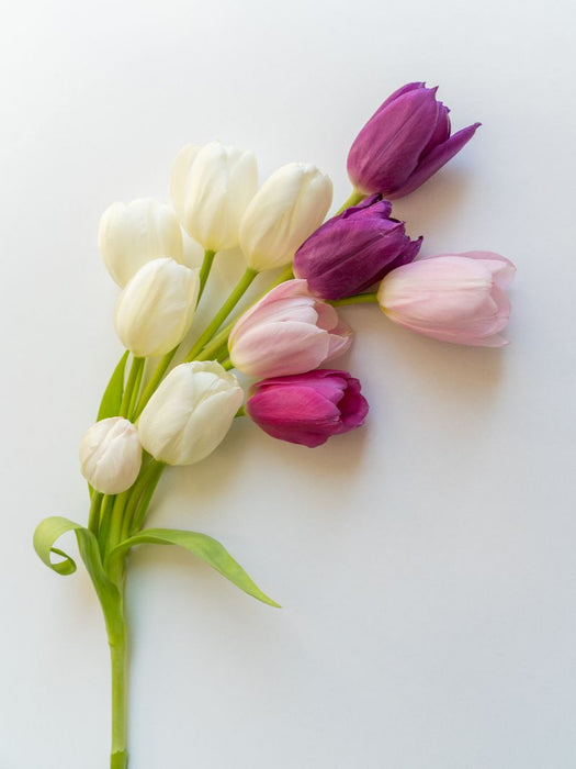 Tulpenzauber - CALVENDO Foto-Puzzle'