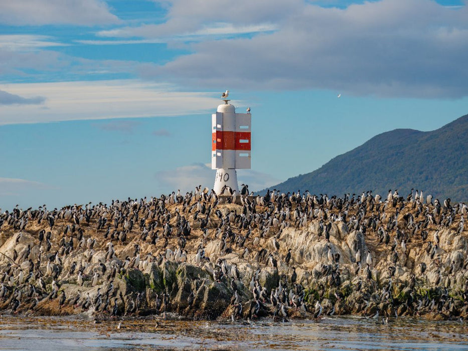 Patagonien, Tierra del Fuego: König Kormorane im Beagle-Kanal - CALVENDO Foto-Puzzle'