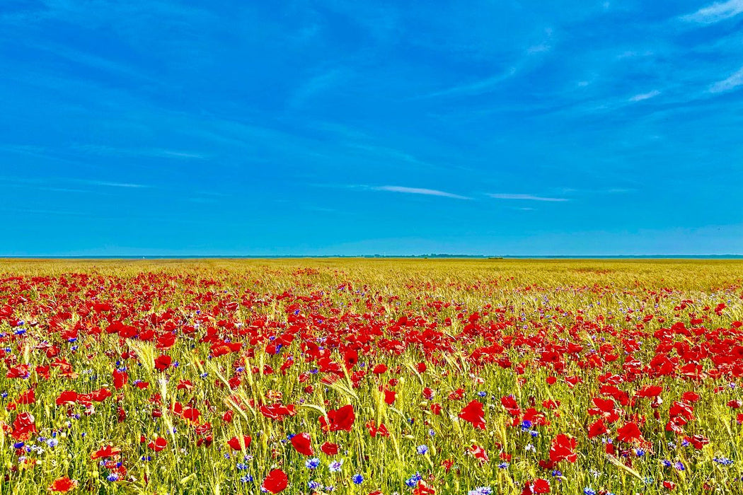 Premium Textil-Leinwand Feld Behrenshagen