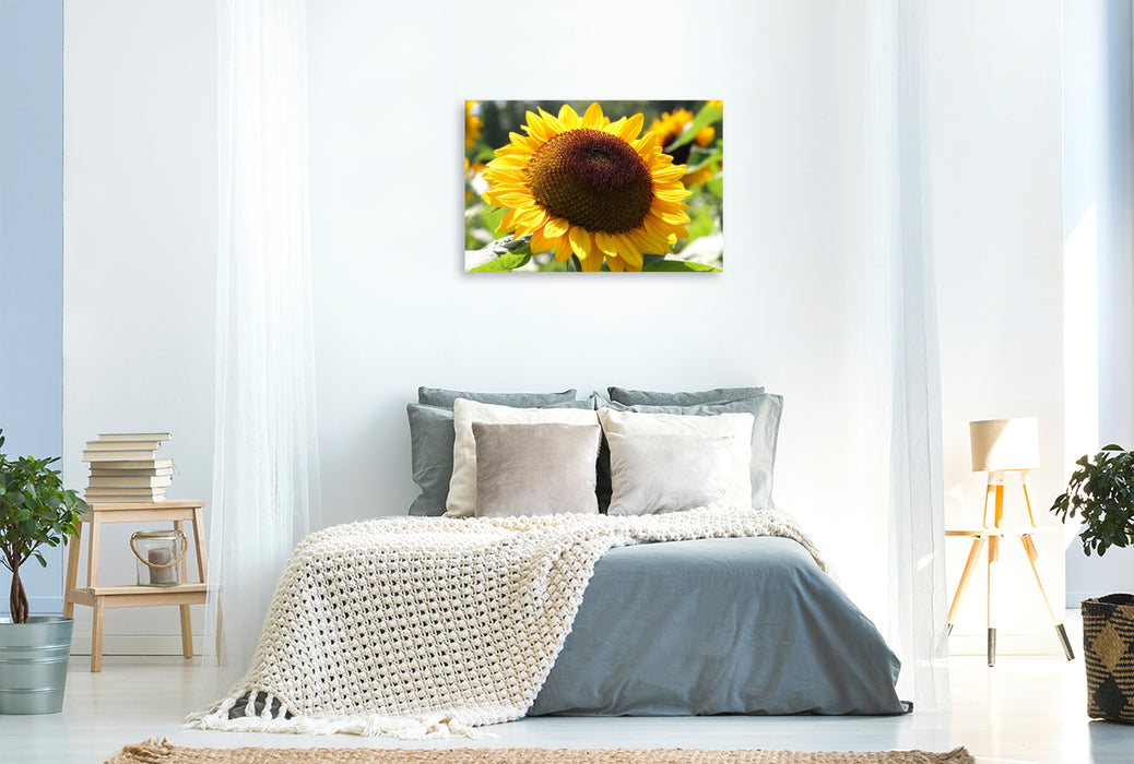 Premium Textil-Leinwand Sonnenblume