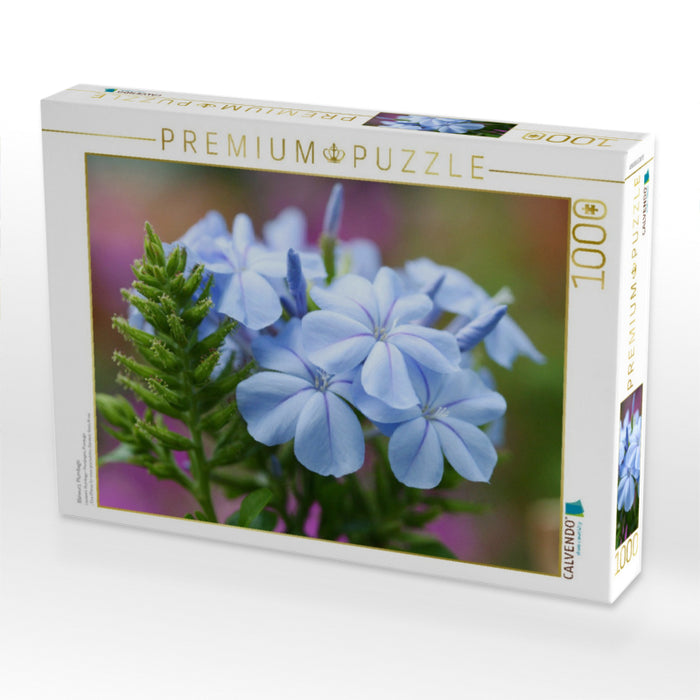 Bleiwurz, Plumbago - CALVENDO Foto-Puzzle'
