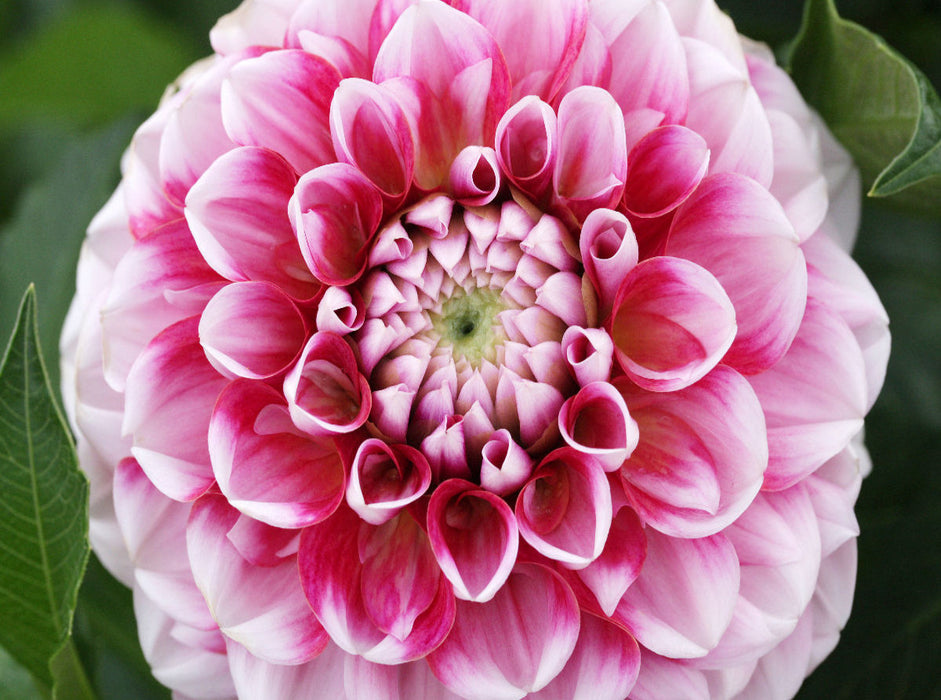 Dahlienblüte - CALVENDO Foto-Puzzle'