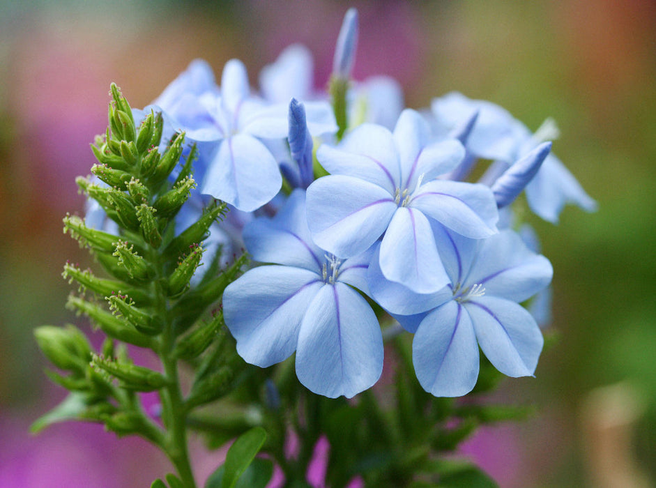 Bleiwurz, Plumbago - CALVENDO Foto-Puzzle'