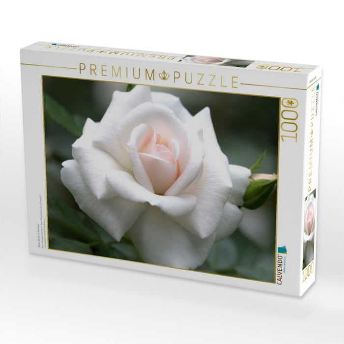Rose 'Gruß an Aachen' - CALVENDO Foto-Puzzle'