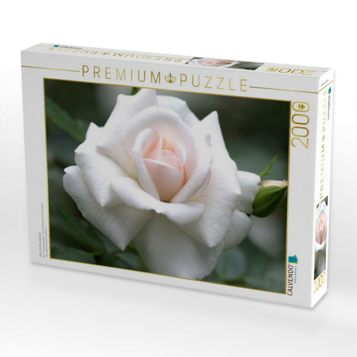 Rose 'Gruß an Aachen' - CALVENDO Foto-Puzzle'