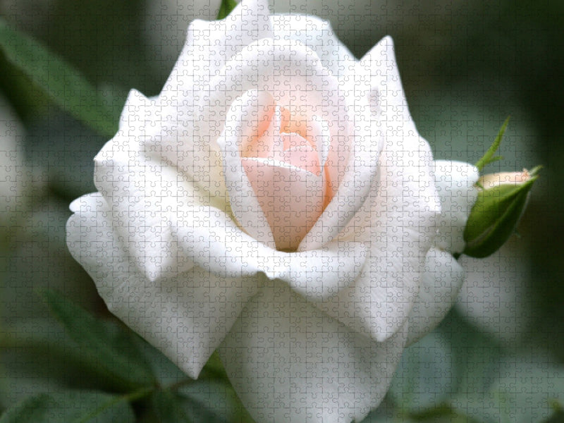 Rose 'Gruß an Aachen' - CALVENDO Foto-Puzzle'