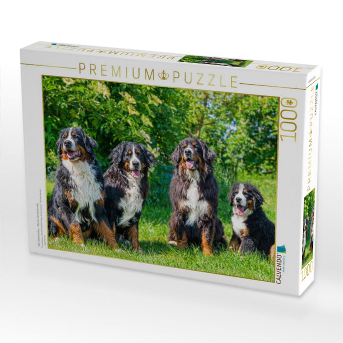 Vier Schönheiten - Berner Sennenhunde - CALVENDO Foto-Puzzle'