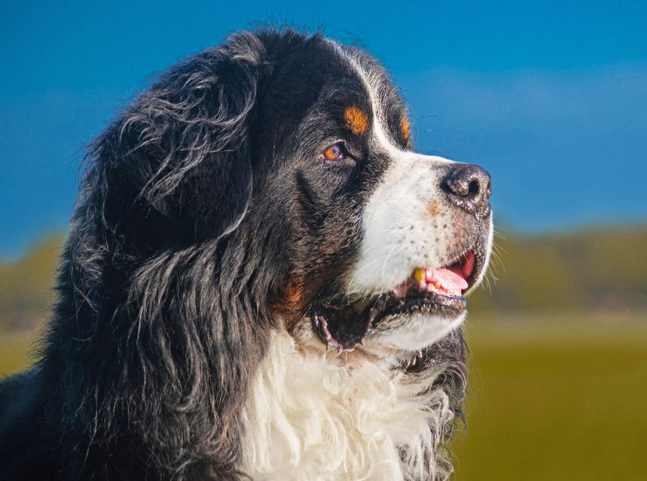 Berner Rüde - Stolz und schön - CALVENDO Foto-Puzzle'