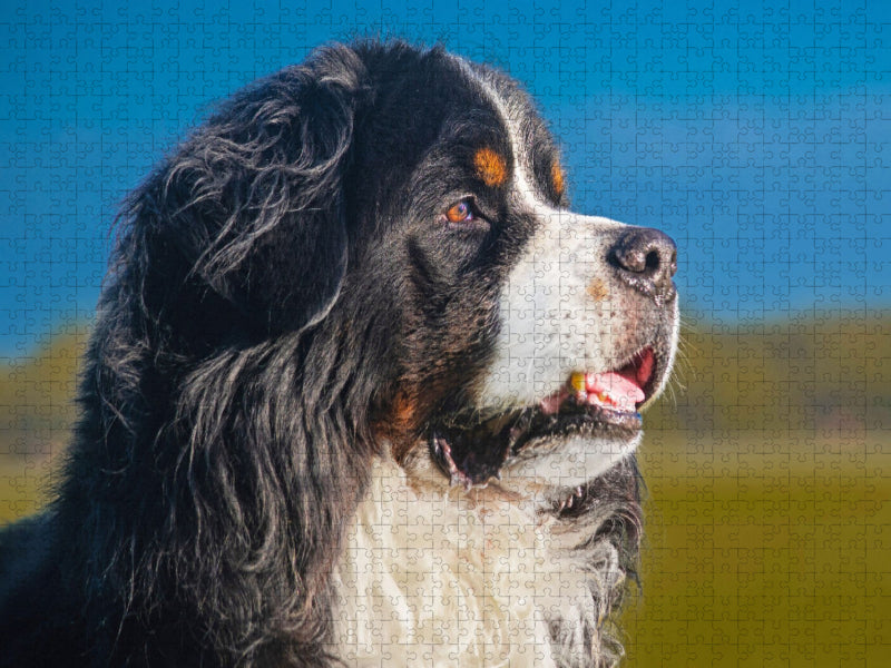 Berner Rüde - Stolz und schön - CALVENDO Foto-Puzzle'