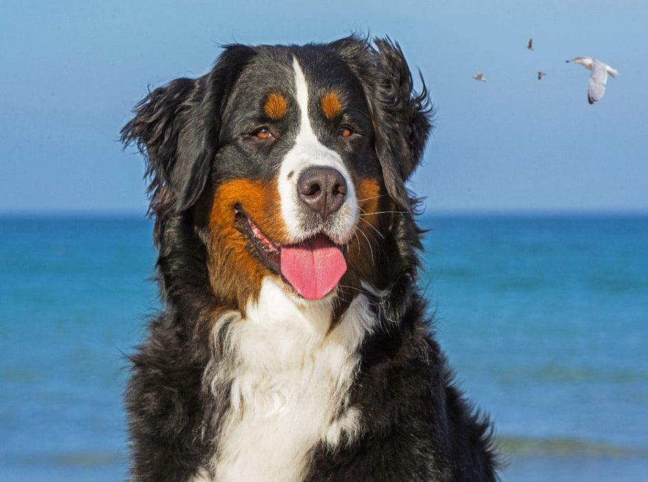 Berner Sennenhündin - Eine Schönheit auf vier Pfoten - CALVENDO Foto-Puzzle'