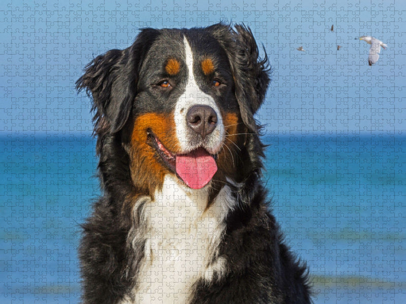 Berner Sennenhündin - Eine Schönheit auf vier Pfoten - CALVENDO Foto-Puzzle'